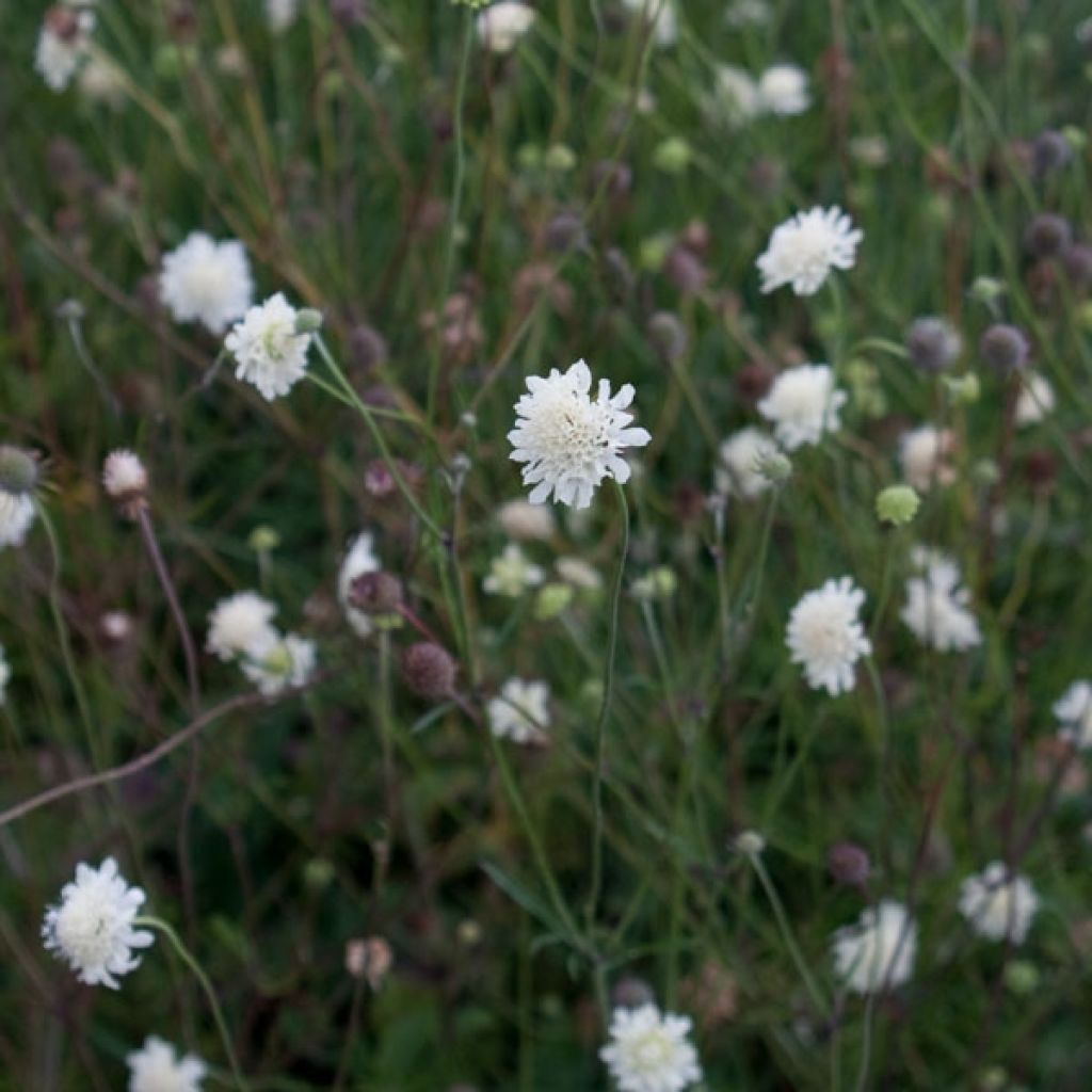 Gelbe Skabiose - Scabiosa ochroleuca