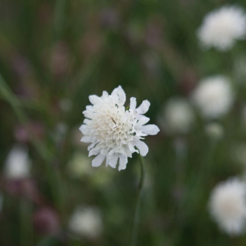 Gelbe Skabiose - Scabiosa ochroleuca