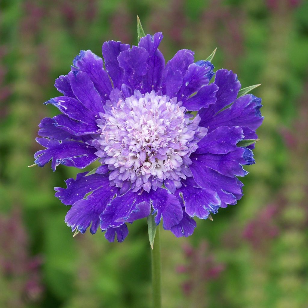 Große Skabiose Fama - Scabiosa caucasica