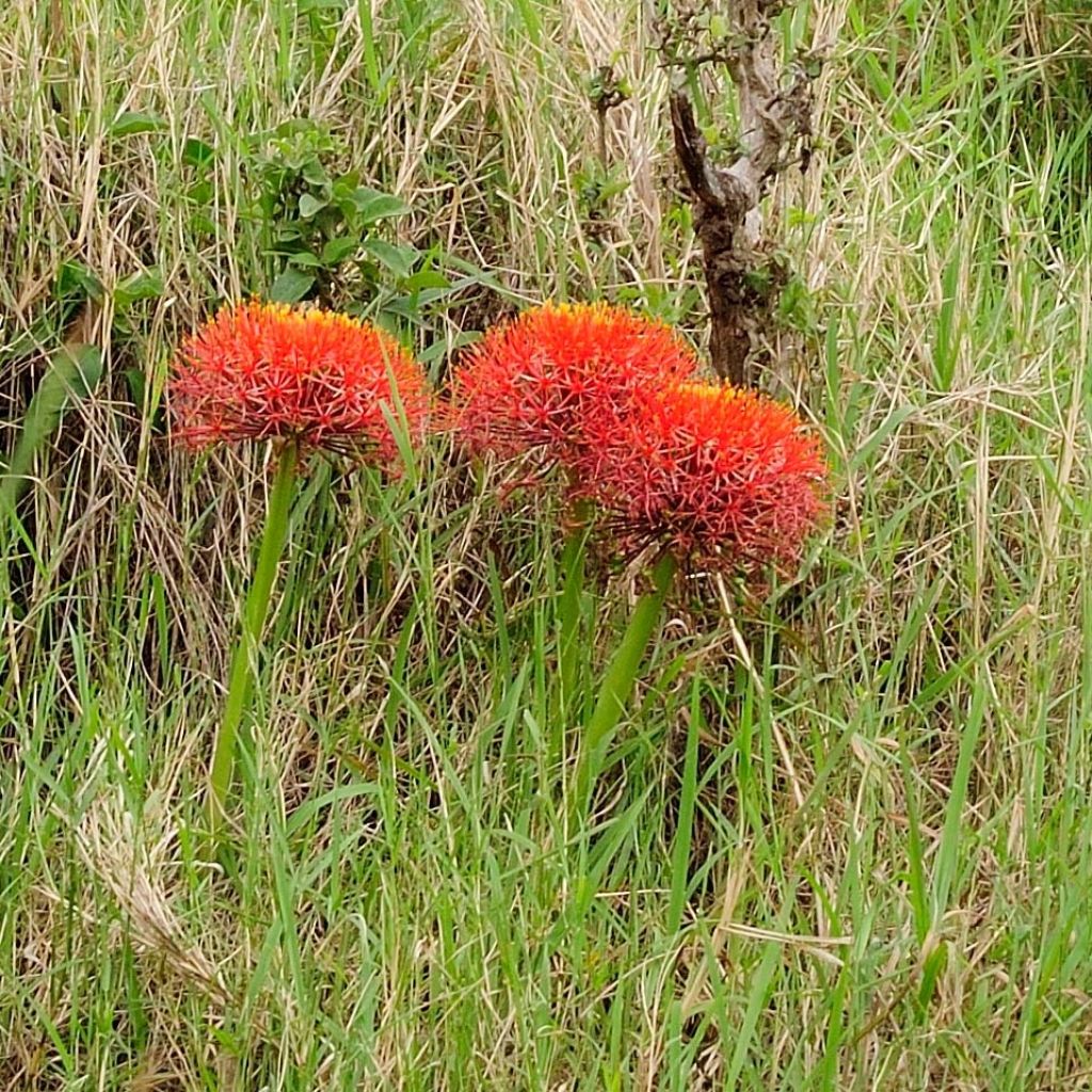 Scadoxus multiflorus subsp multiflorus - Blutblume