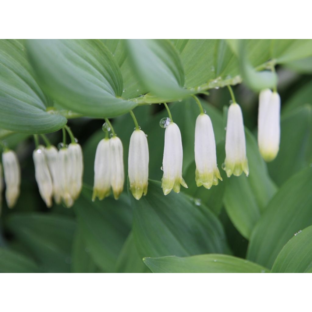 Polygonatum multiflorum - Weißwurz