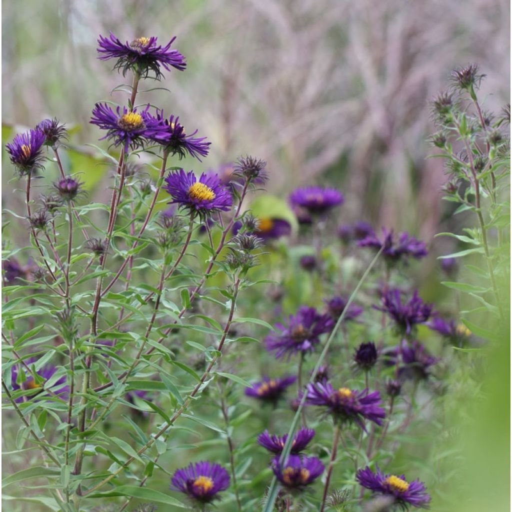 Aster novae-angliae Violetta - Neuenglische Aster