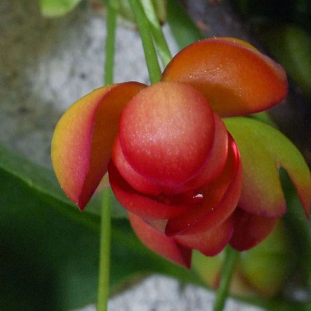 Schisandra rubriflora - Rotblühendes Spaltkölbchen