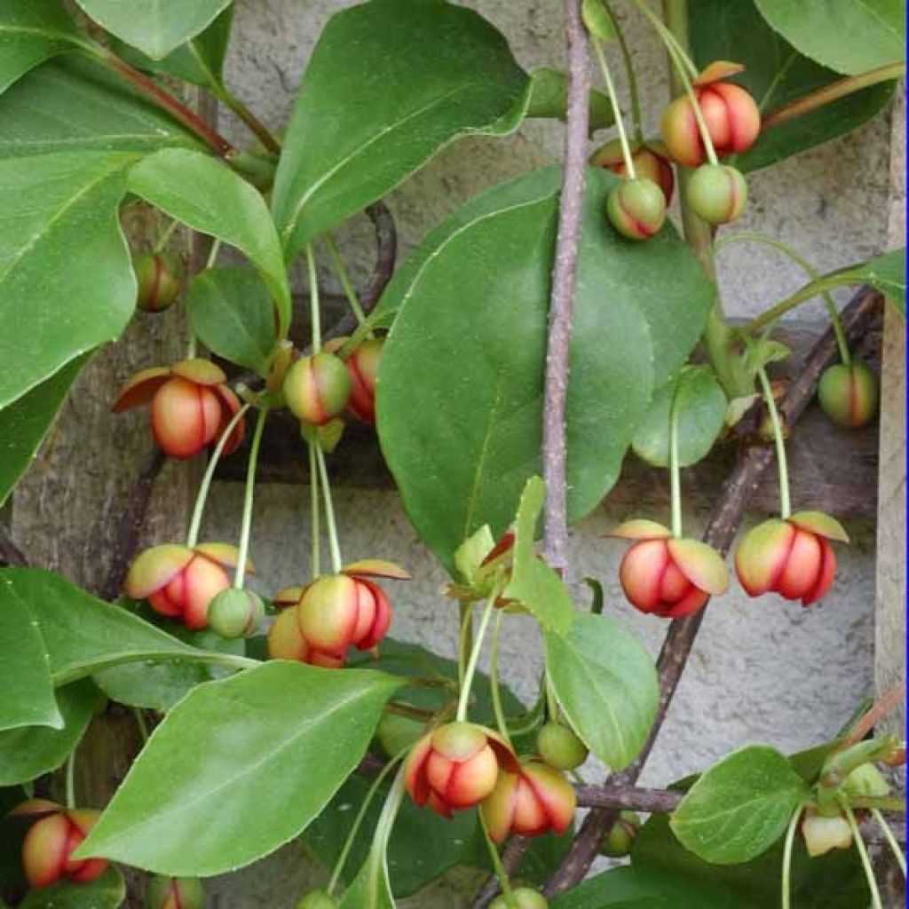 Schisandra rubriflora