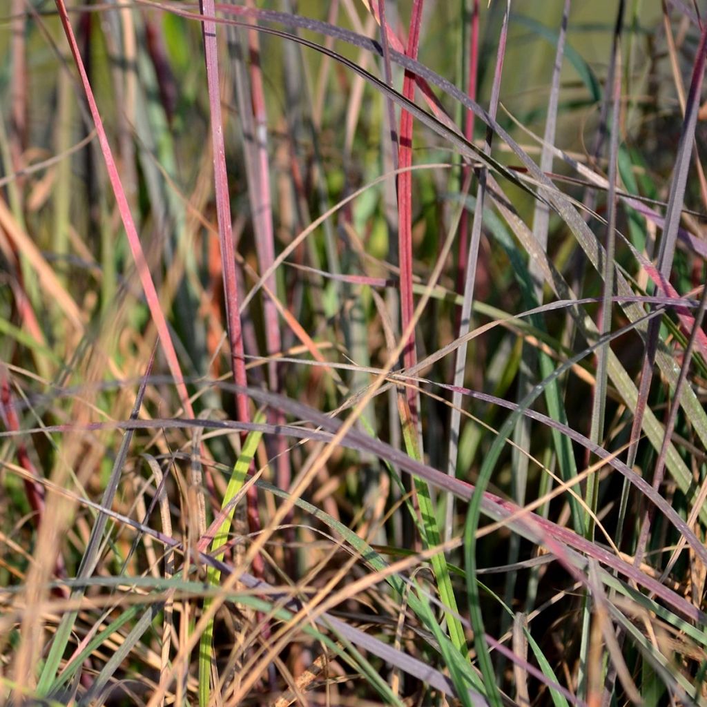 Schizachyrium scoparium Blue Heaven - Blaugraues Präriegras