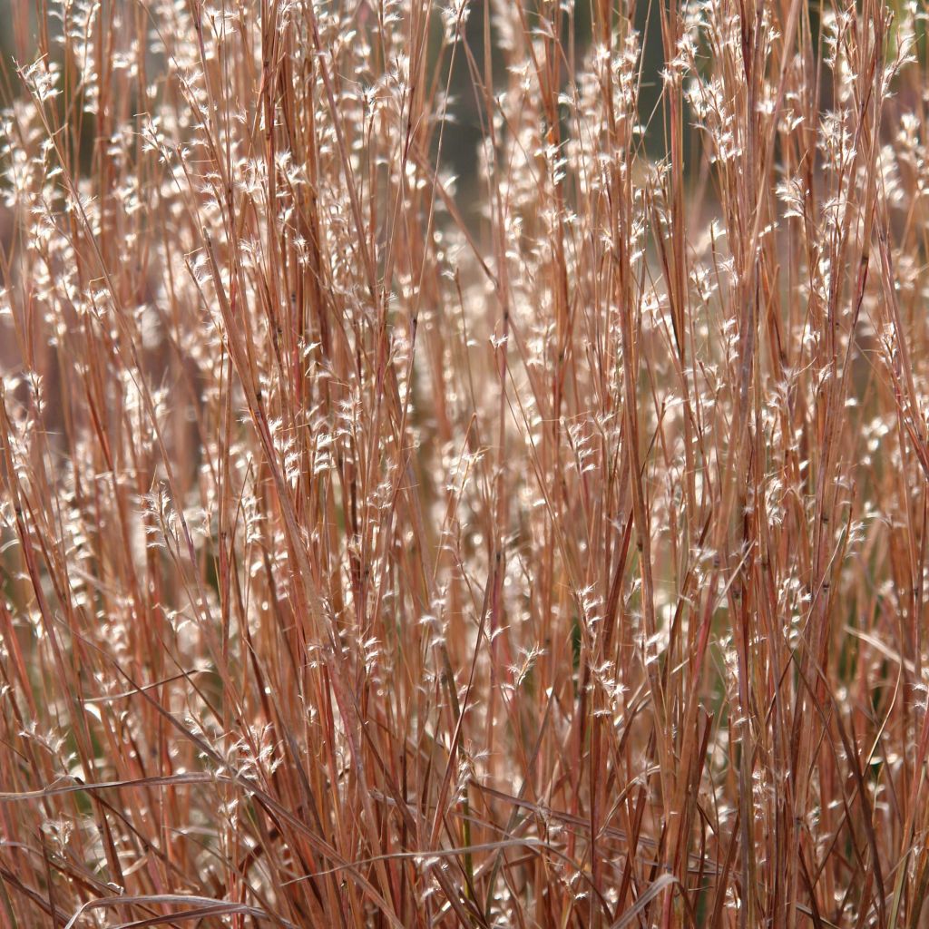 Schizachyrium scoparium Standing Ovation - Blaugraues Präriegras