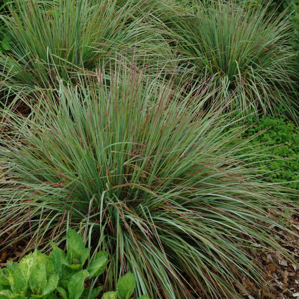 Schizachyrium scoparium Standing Ovation - Blaugraues Präriegras