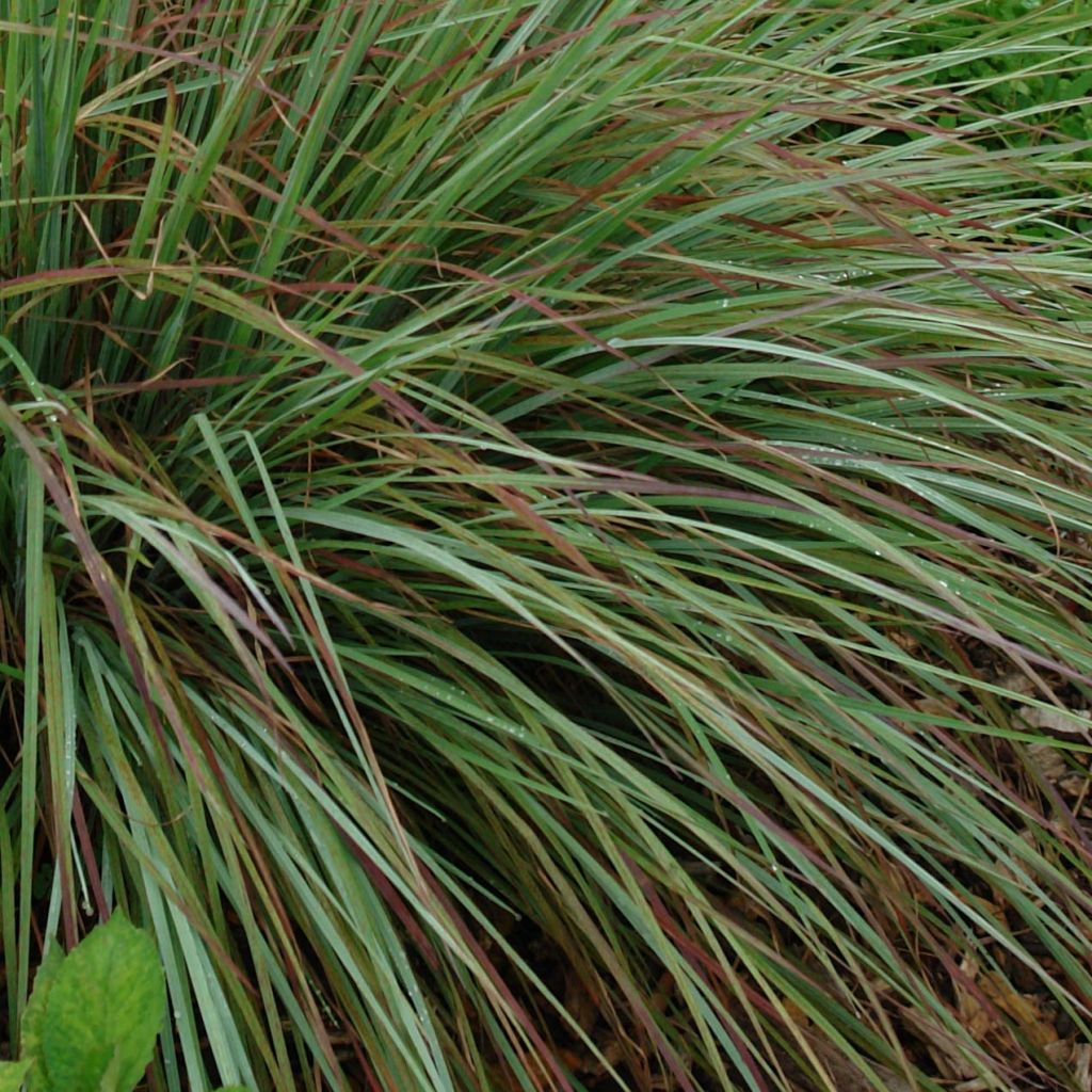 Schizachyrium scoparium Standing Ovation - Blaugraues Präriegras