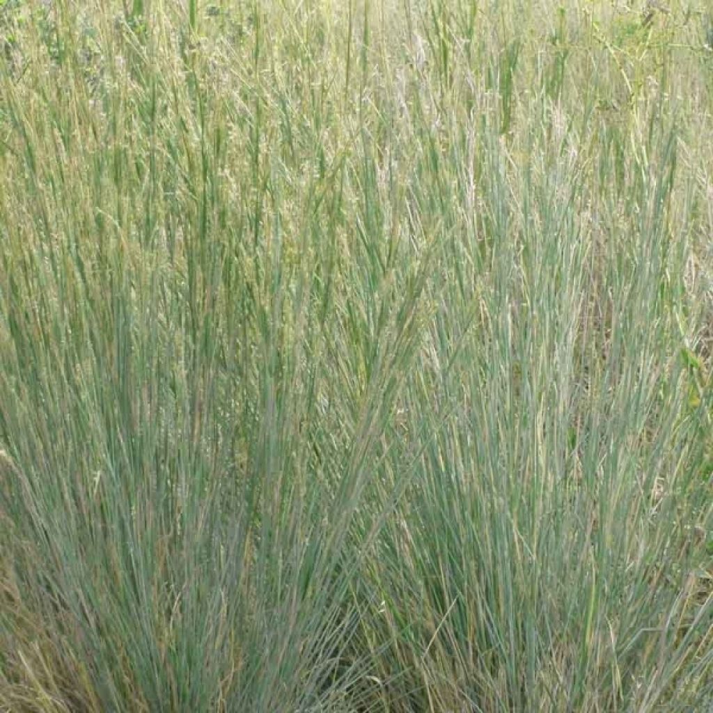 Schizachyrium scoparium Blue Heaven - Blaugraues Präriegras