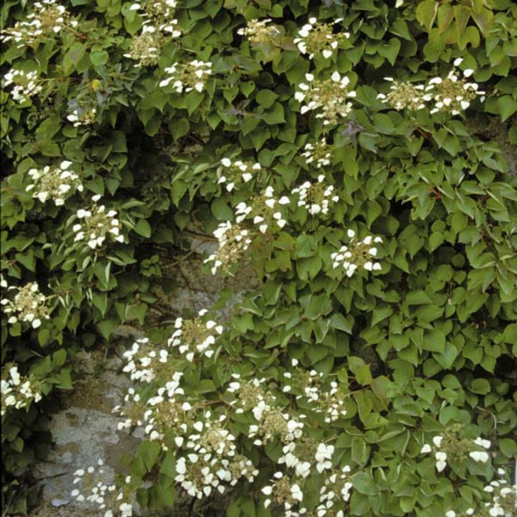 Schizophragma hydrangeoïdes