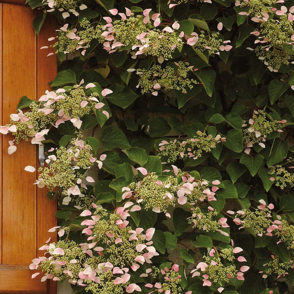 Schizophragma hydrangeoides Rose Sensation - Spalthortensie