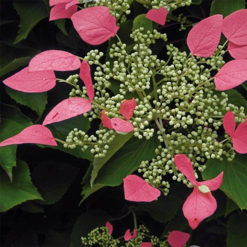 Schizophragma hydrangeoides Rose Sensation - Spalthortensie