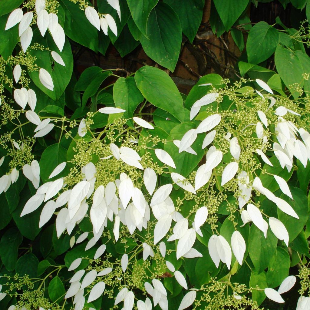 Schizophragma integrifolia - Spalthortensie