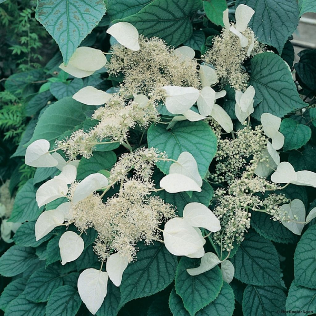 Schizophragma hydrangeoïdes Moonlight - Spalthortensie