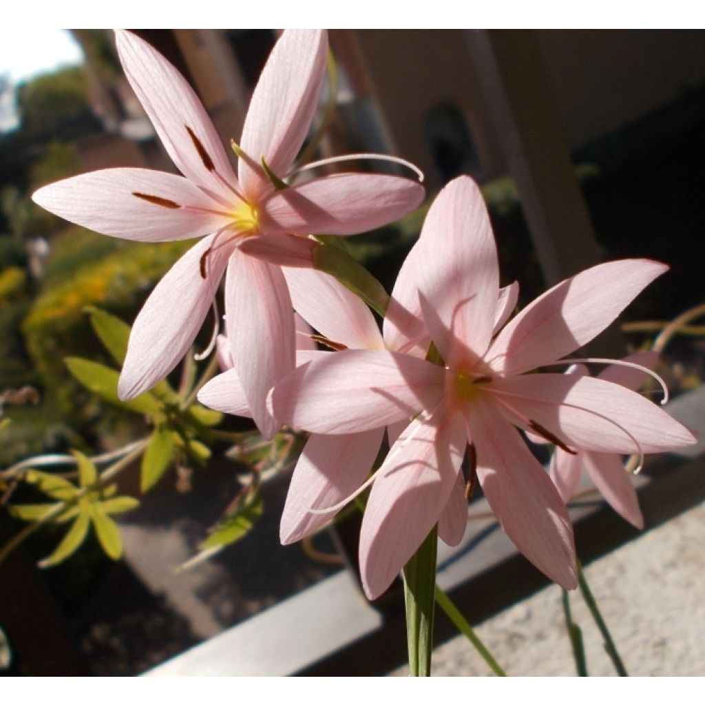 Schizostylis coccinea Mrs Hegarty - Spaltgriffel