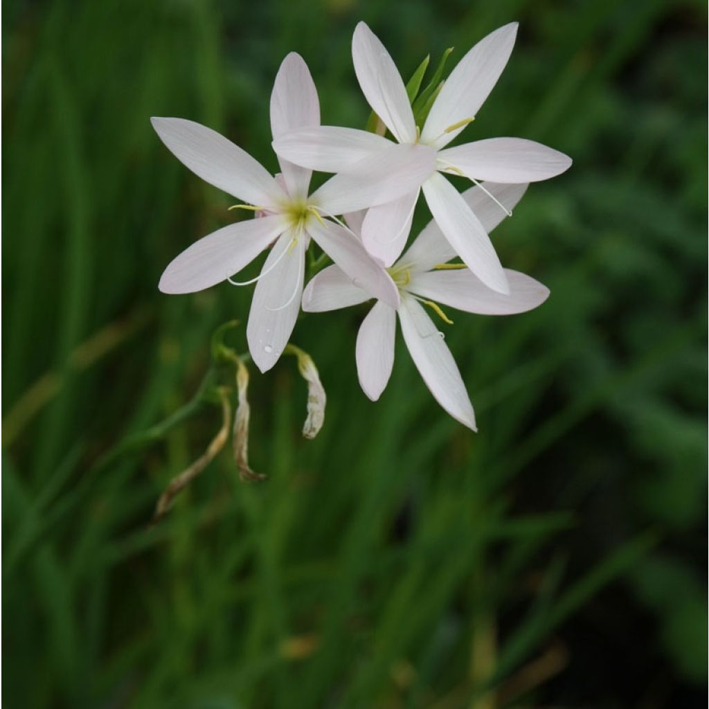 Schizostylis coccinea Alba - Spaltgriffel