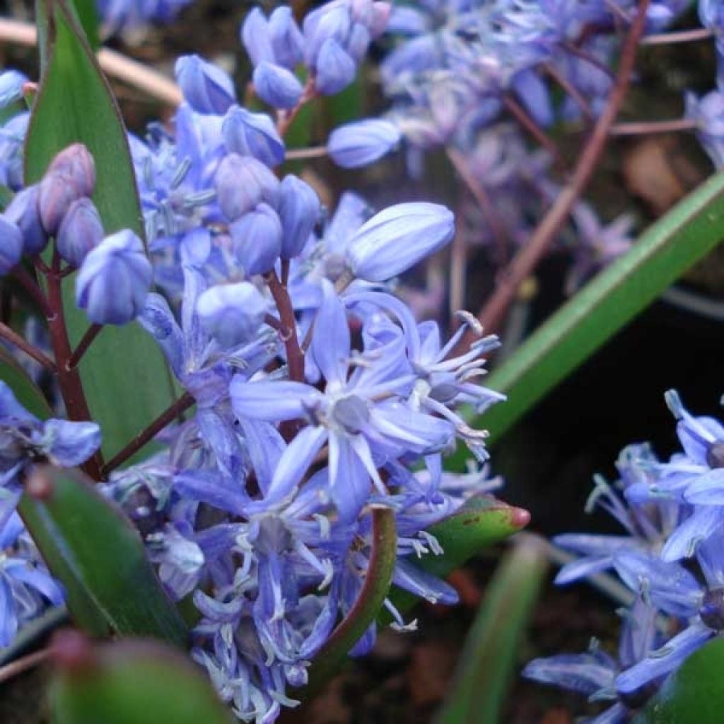 Scilla bifolia - Meerzwiebel