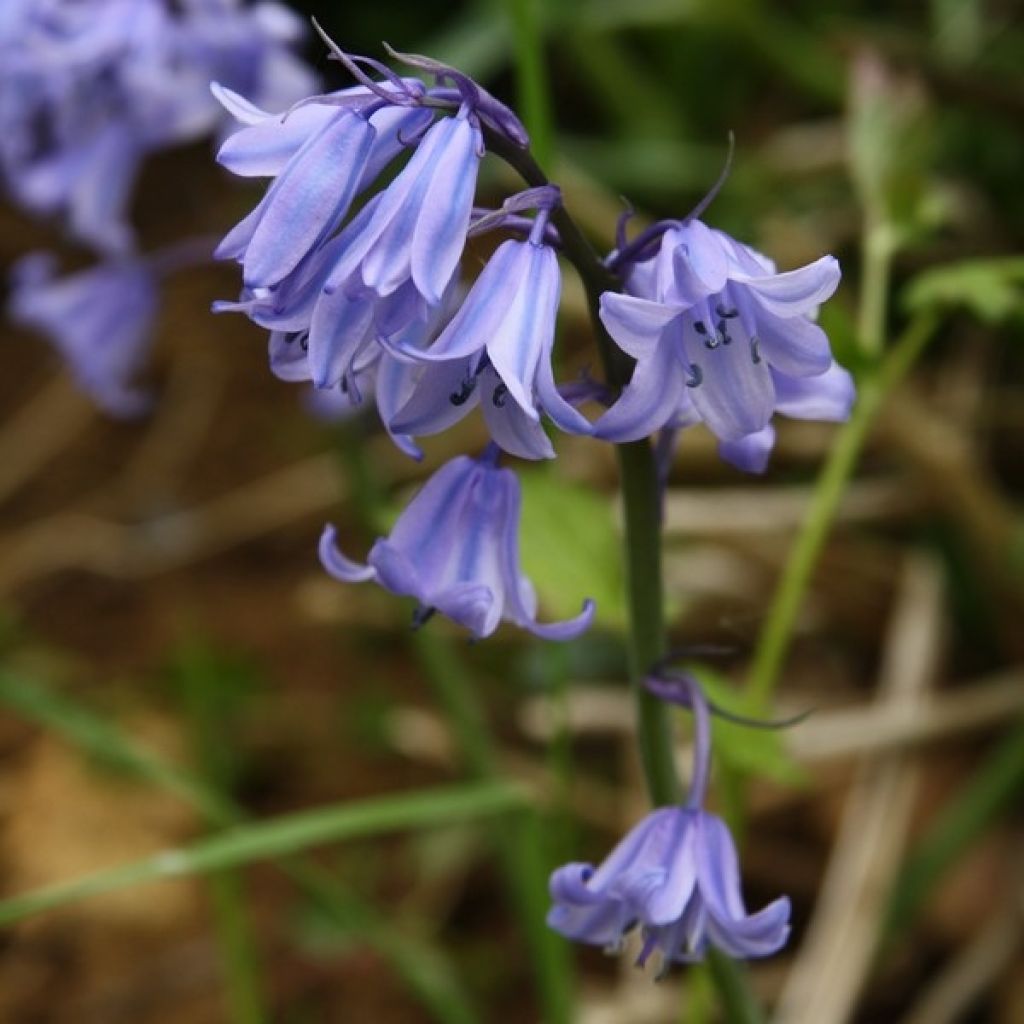 Hyacinthoides hispanica - Spanische Hasenglöckchen