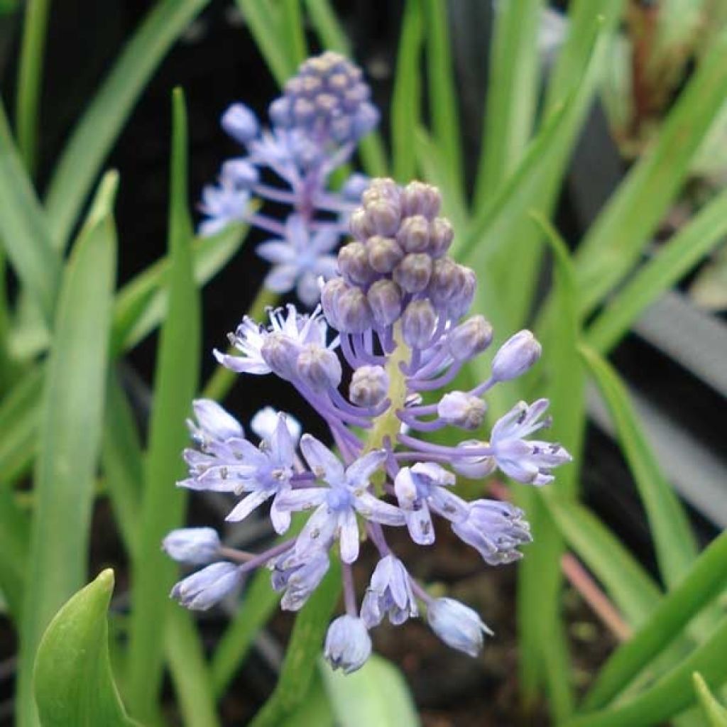 Scilla litardierei - Meerzwiebel