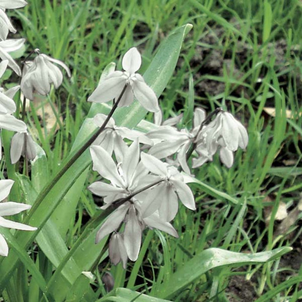 Scille de Sibérie - Scilla siberica Alba