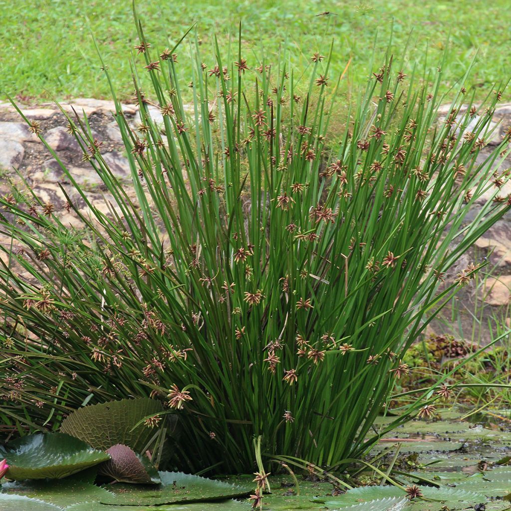 Scirpus mucronatus - Stachelspitzige Teichbinse