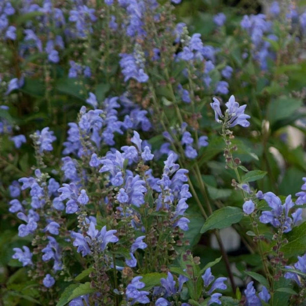 Scutellaria incana - Herbst-Helmkraut