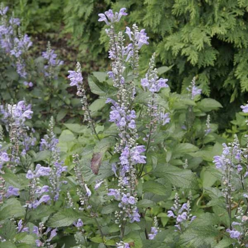 Scutellaria incana - Herbst-Helmkraut