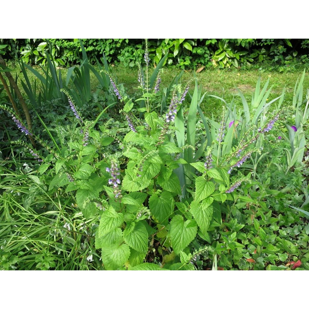 Scutellaria incana - Herbst-Helmkraut