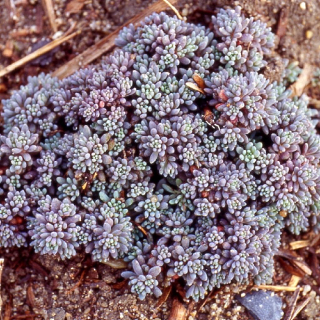 Fetthenne Glaucum - Sedum lydium