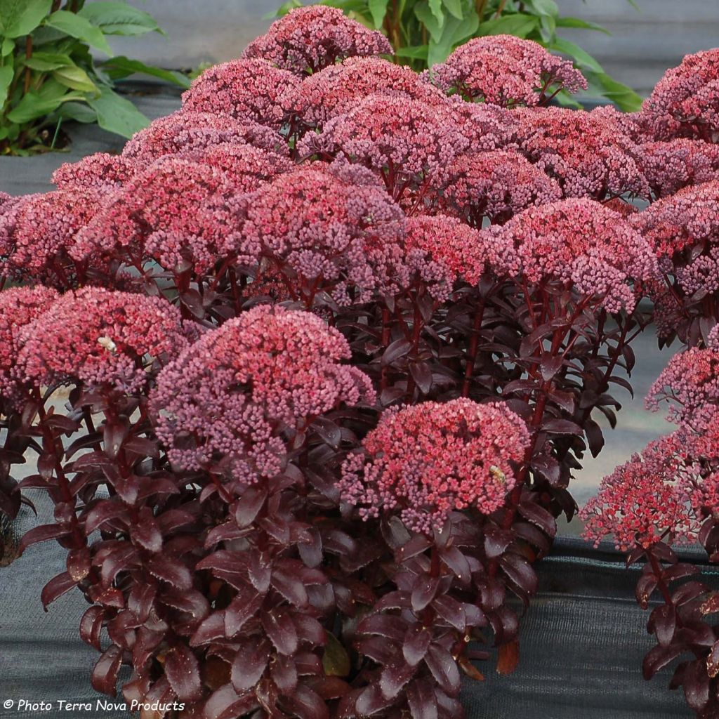 Fetthenne Dark Magic - Sedum telephium