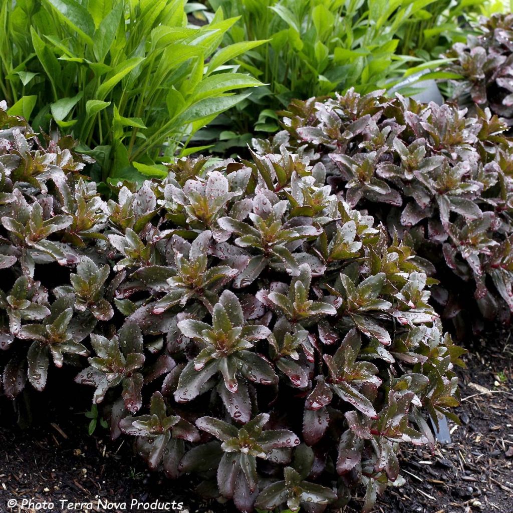 Fetthenne Dark Magic - Sedum telephium