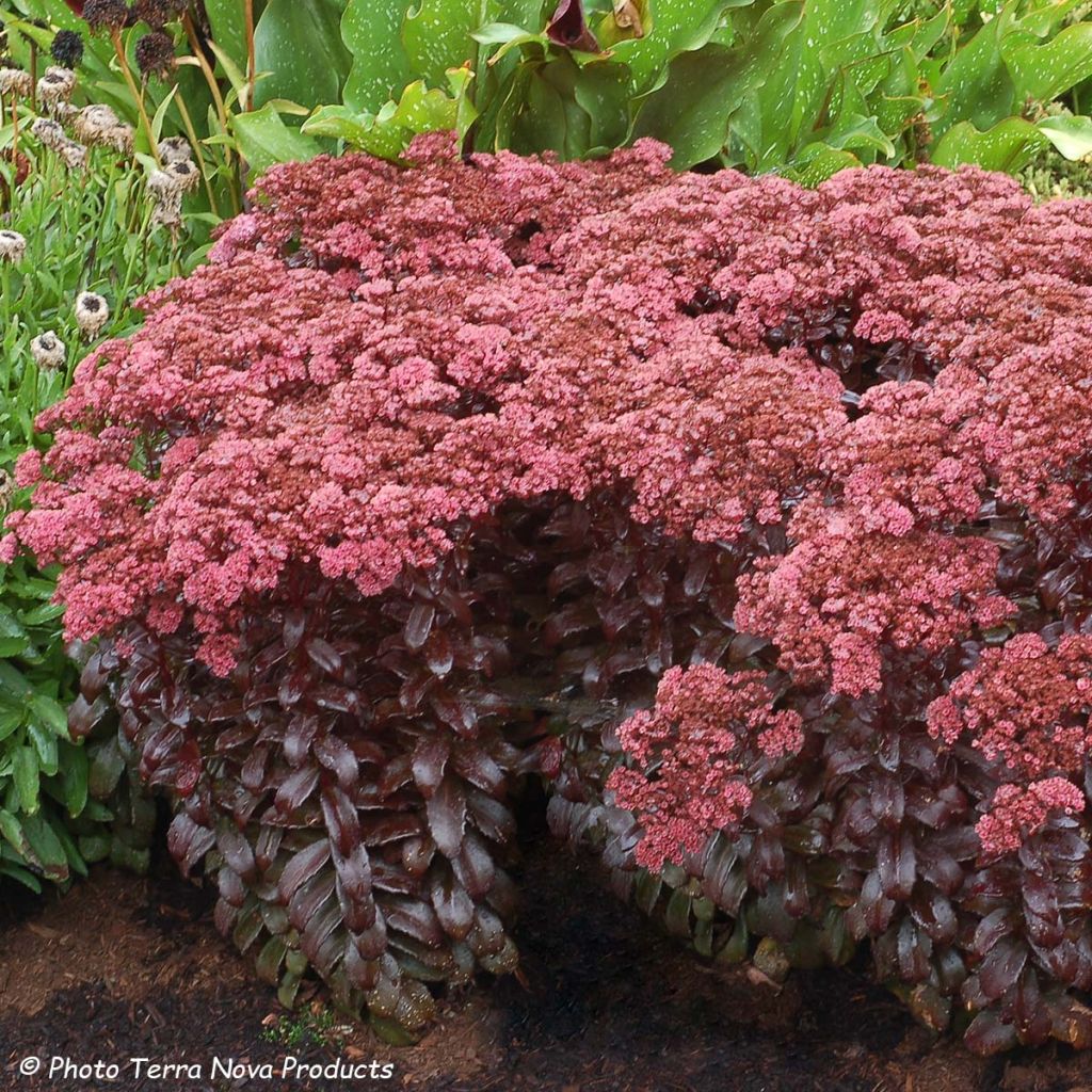 Fetthenne Dark Magic - Sedum telephium