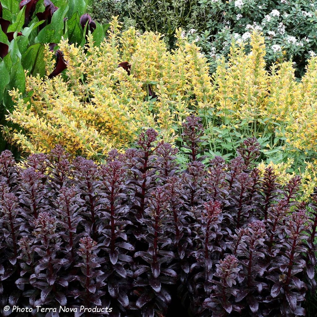 Fetthenne Dark Magic - Sedum telephium