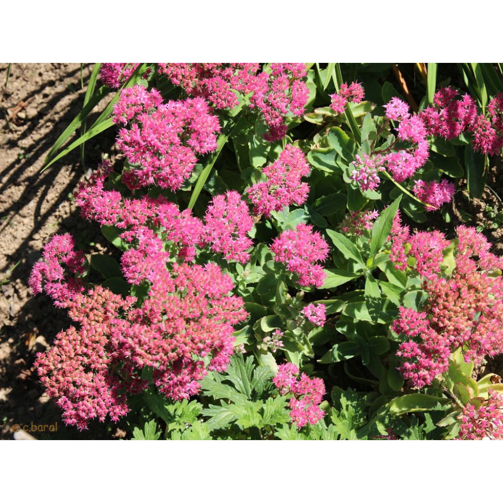 Fetthenne Carl - Sedum spectabile