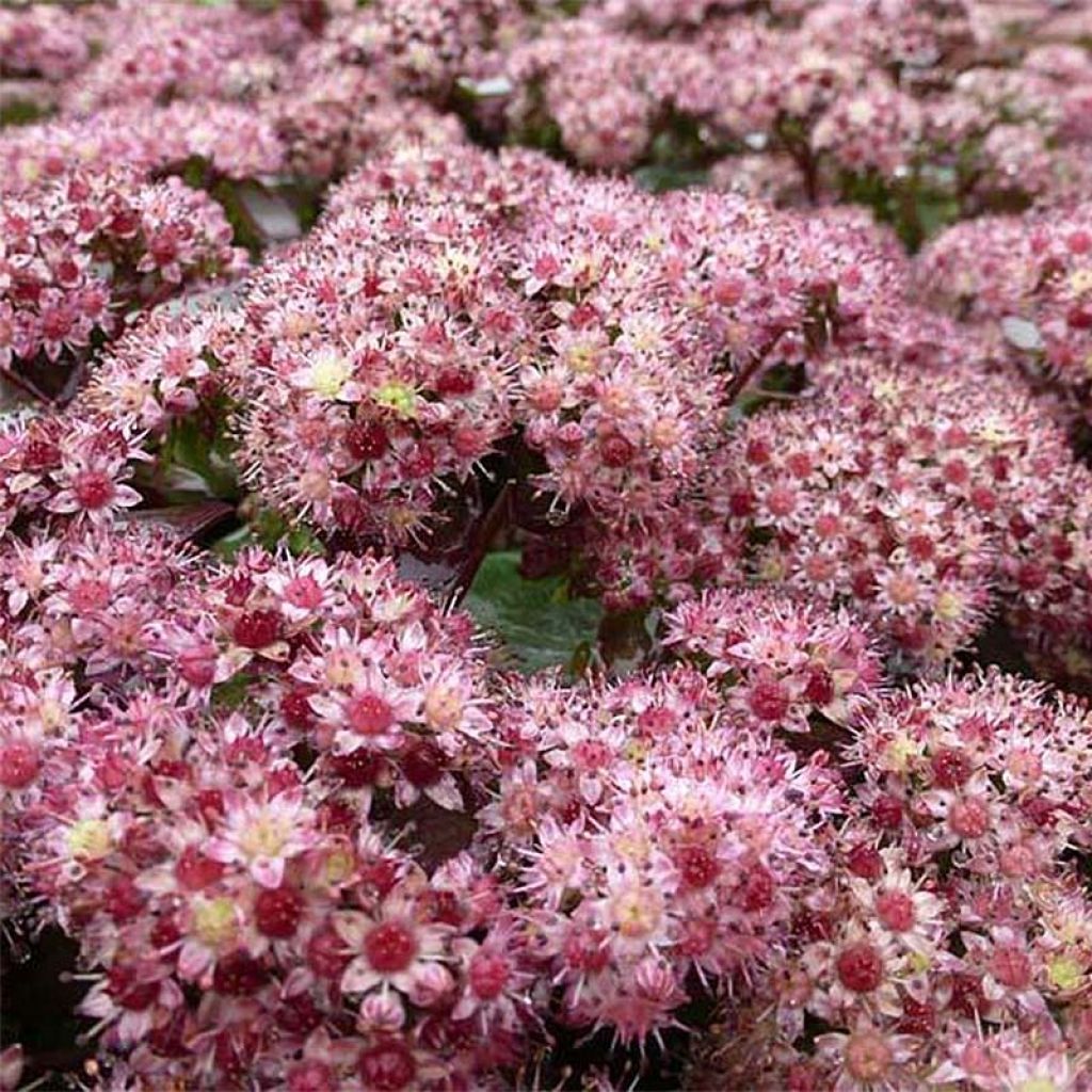 Fetthenne Strawberry and Cream - Sedum