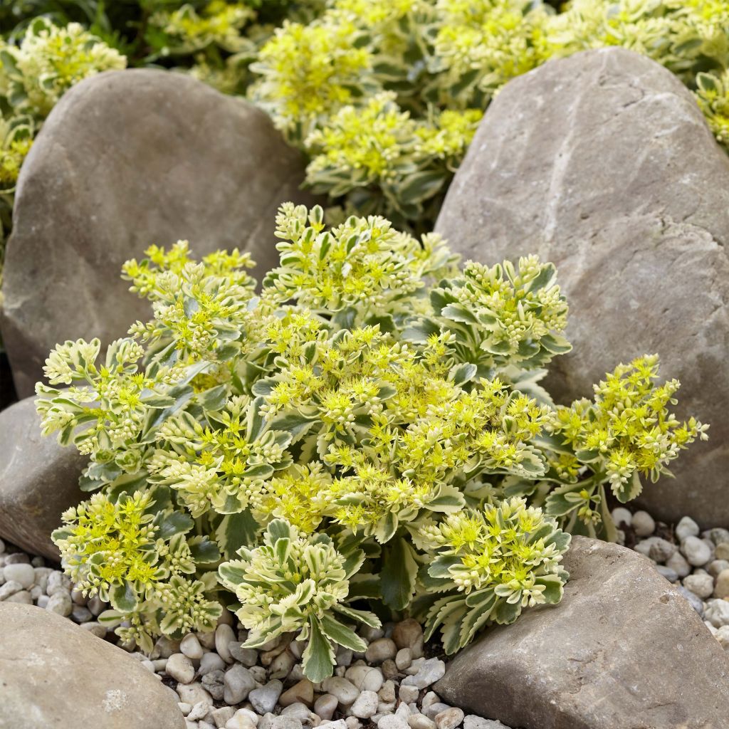 Fetthenne Atlantis - Sedum takesimense