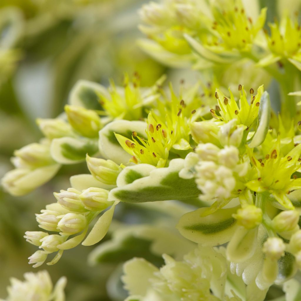 Fetthenne Atlantis - Sedum takesimense