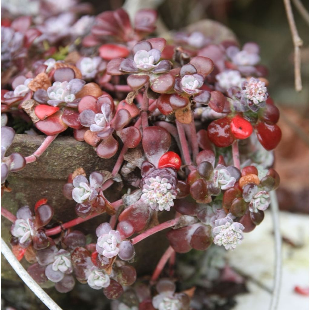 Fetthenne Purpureum - Sedum spathulifolium