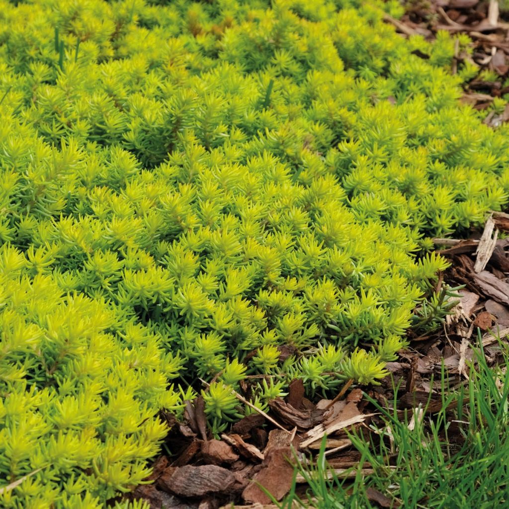 Fetthenne SunSparkler Angelina's Teacup - Sedum