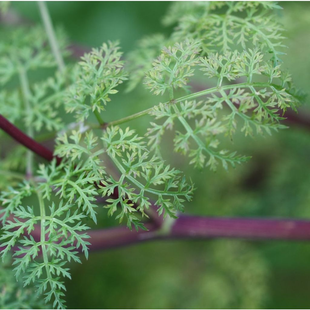 Selinum wallichianum - Feinblättrige Silge