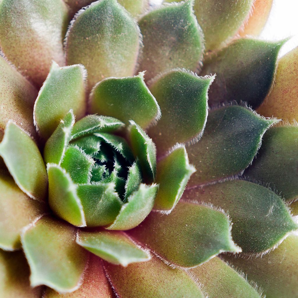 Sempervivum (BigSam series) Ruby Star - Joubarbe