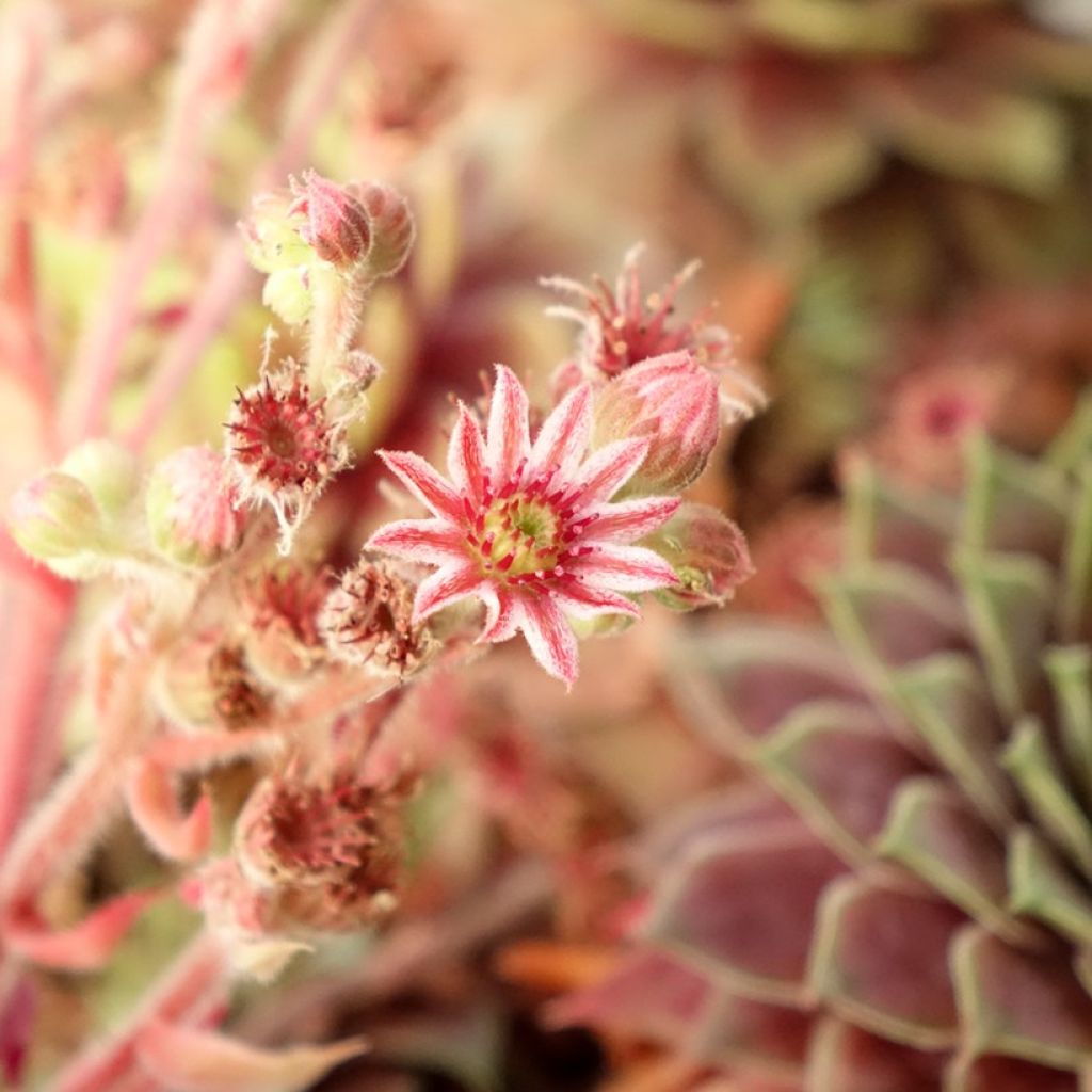 Hauswurz (BigSam series) Ruby Star - Sempervivum