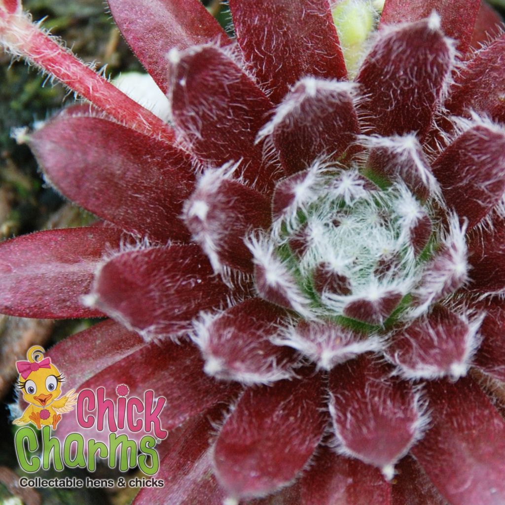 Hauswurz Chick Charms CoslicCandy - Sempervivum