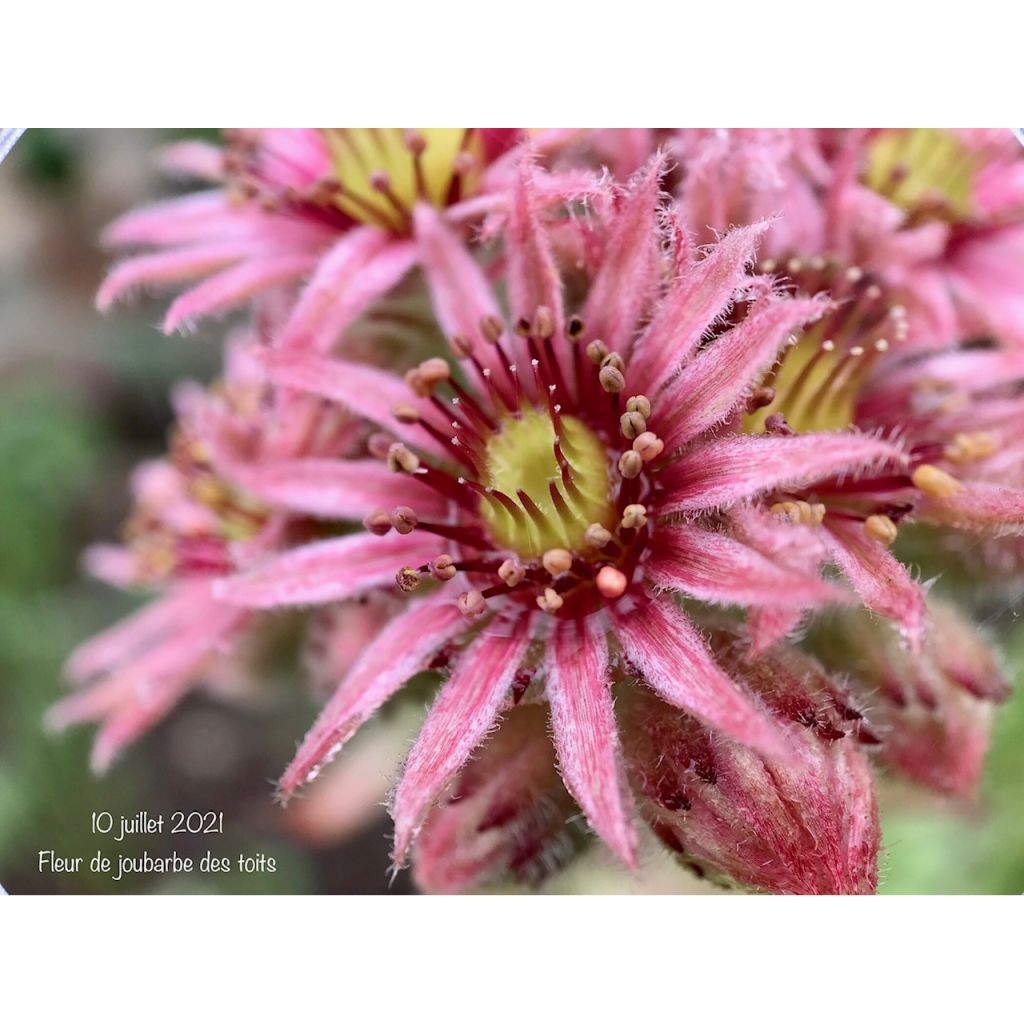 Dachwurz - Sempervivum tectorum