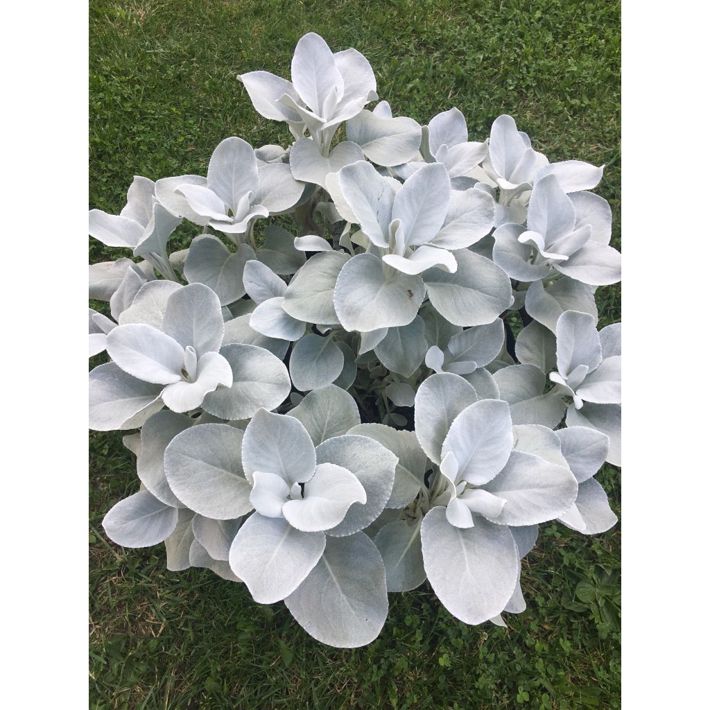 Senecio cineraria var. candicans Angel Wings - Kreuzkraut