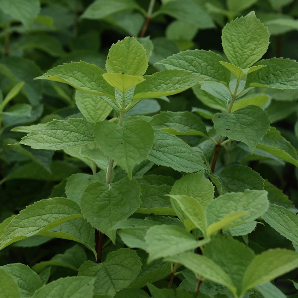 Seringat des jardins - Philadelphus coronarius Aureus