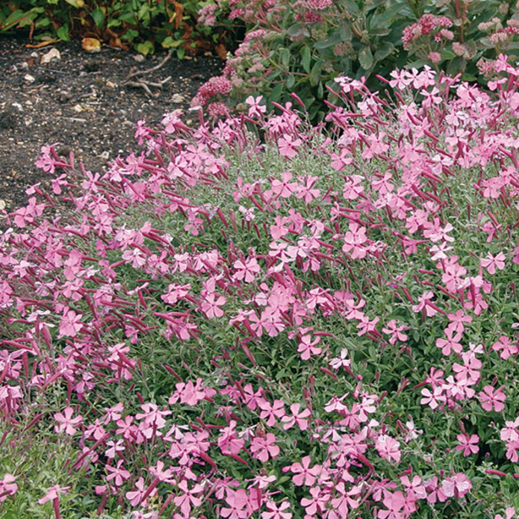 Silène schafta splendens