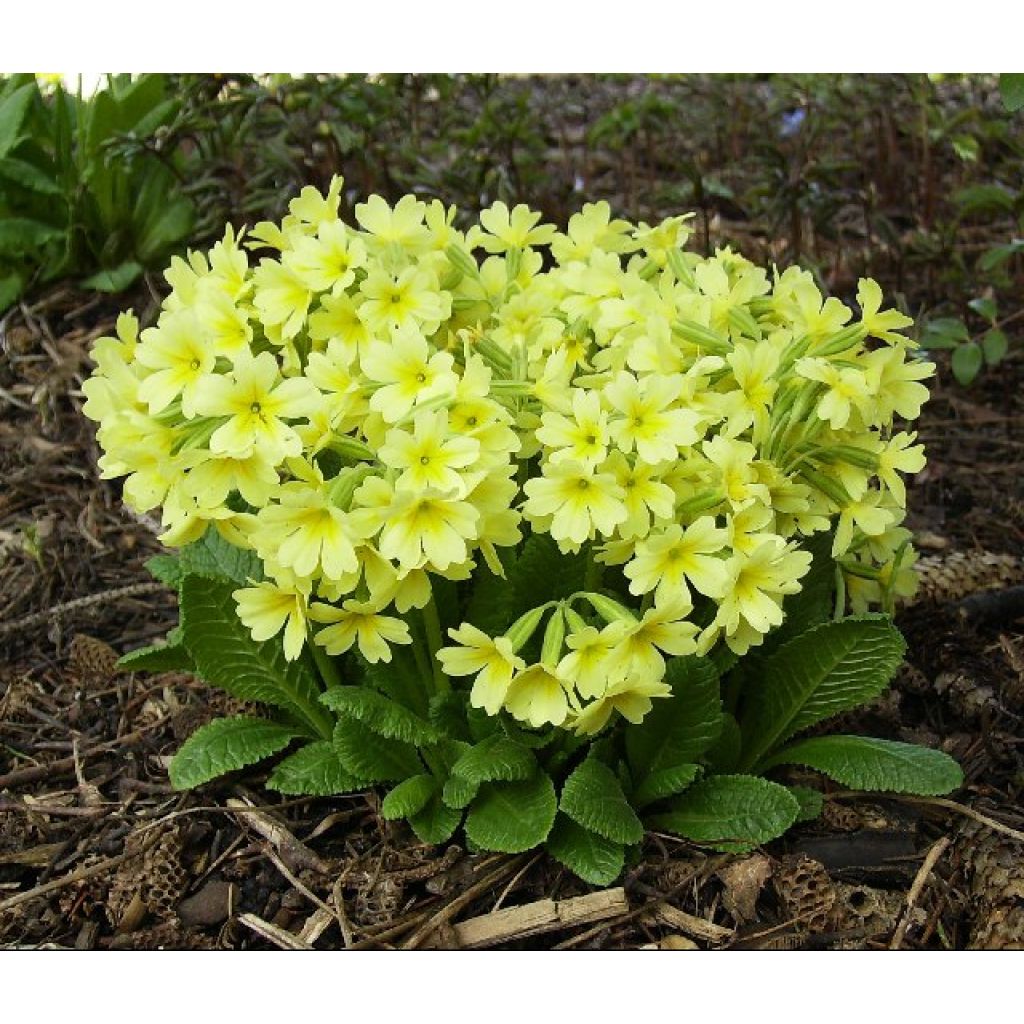 Hohe Schlüsselblume Colibri Light Yellow - Primula