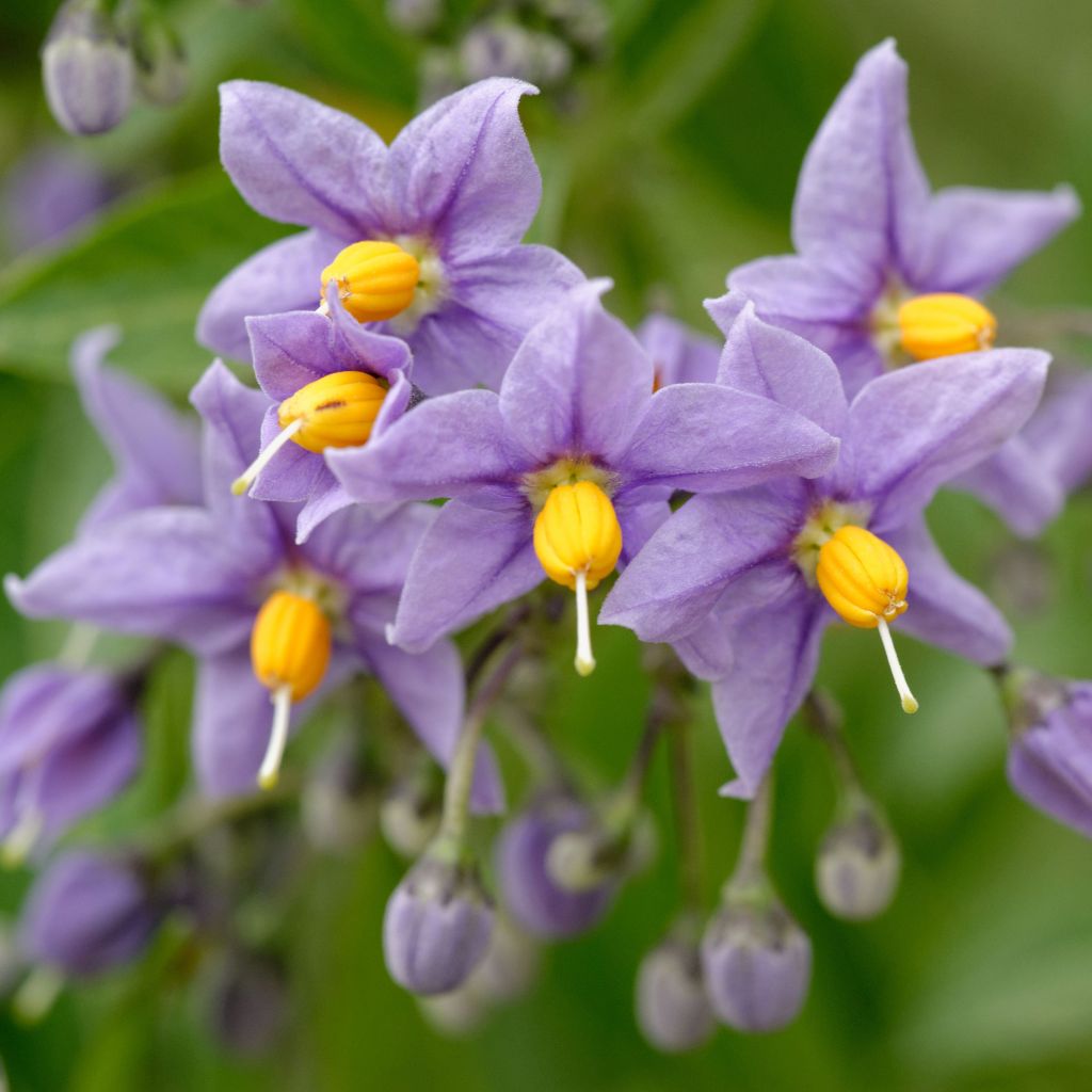 Solanum crispum Glasnevin - Chilenischer Nachtschatten