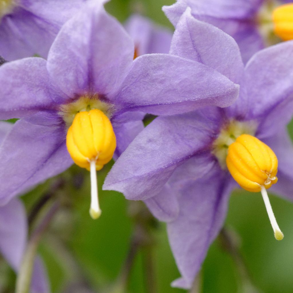 Solanum crispum Glasnevin - Chilenischer Nachtschatten